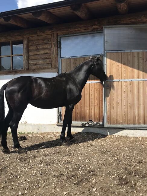 Wunderschöne Nonius Stute, Maria Volgger, Horses For Sale, Mareta, Image 10