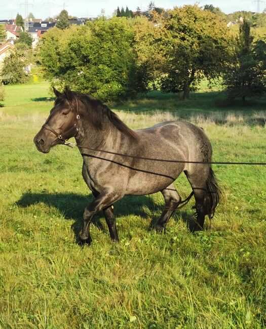 Wunderschöne Noriker-Stute (4jährig) schweren Herzens aus Zeitgründen abzugeben., Madeleine Friedrich.Meinzer, Horses For Sale, Karlsruhe