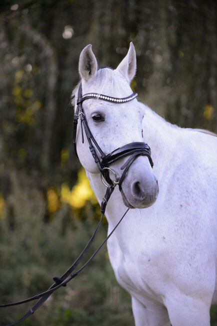 Wunderschöner Oldenburger Wallach mit tollen Grundgangarten, Laura , Horses For Sale, Pachersdorf