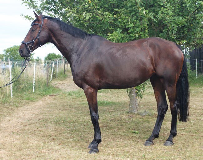Wunderschöne Oldenburger Stute zu verkaufen, Berneiser, Horses For Sale, Elz, Image 3