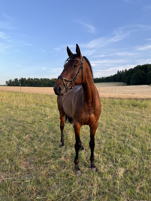 Wunderschöne Oldenburger Stute zu verkaufen, Berneiser, Horses For Sale, Elz, Image 4