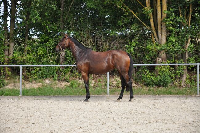 Wunderschöne Oldenburger Stute zu verkaufen, Berneiser, Horses For Sale, Elz, Image 2