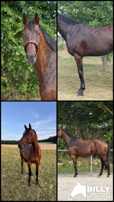 Wunderschöne Oldenburger Stute zu verkaufen, Berneiser, Horses For Sale, Elz, Image 6
