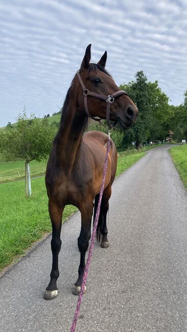 Wunderschöne Oldenburger Stute, Tina, Horses For Sale, Hirzel