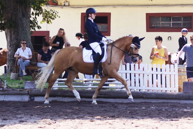 Wunderschöne Pony FEI Offerte, Romy Wetzel, Horses For Sale, Biblis