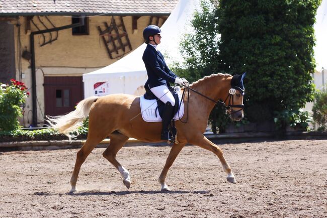 Wunderschöne Pony FEI Offerte, Romy Wetzel, Horses For Sale, Biblis, Image 3