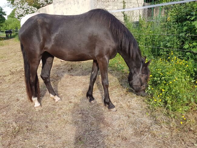 Bildschöne Ponystute, Pia Pabst , Horses For Sale, Dittweiler , Image 2