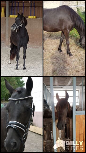 Bildschöne Ponystute, Pia Pabst , Horses For Sale, Dittweiler , Image 5