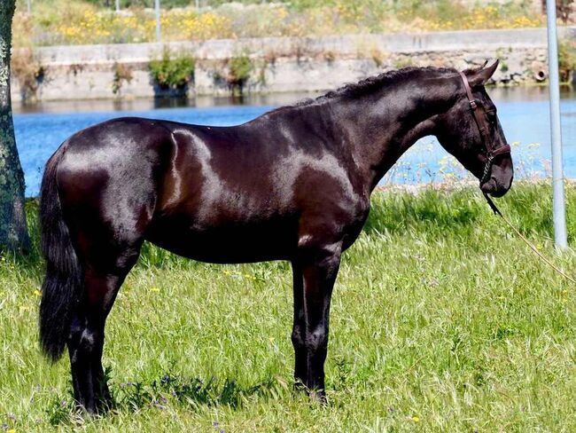 Traumschöner PRE Rapphengst, ISPA - Iberische Sportpferde Agentur (ISPA - Iberische Sportpferde Agentur), Horses For Sale, Bedburg, Image 4