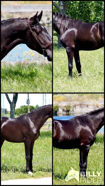 Traumschöner PRE Rapphengst, ISPA - Iberische Sportpferde Agentur (ISPA - Iberische Sportpferde Agentur), Horses For Sale, Bedburg, Image 6