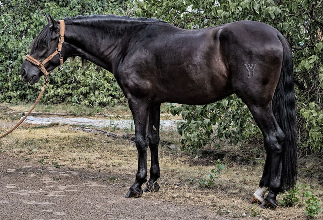 Bildschöner PRE Rapphengst Youngster für Dressur und Freizeit, E. Mutsch, Horses For Sale, Bad Fischau, Image 6