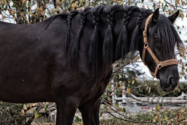 Bildschöner PRE Rapphengst Youngster für Dressur und Freizeit, E. Mutsch, Horses For Sale, Bad Fischau, Image 5