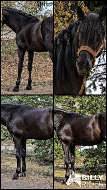 Bildschöner PRE Rapphengst Youngster für Dressur und Freizeit, E. Mutsch, Horses For Sale, Bad Fischau, Image 8