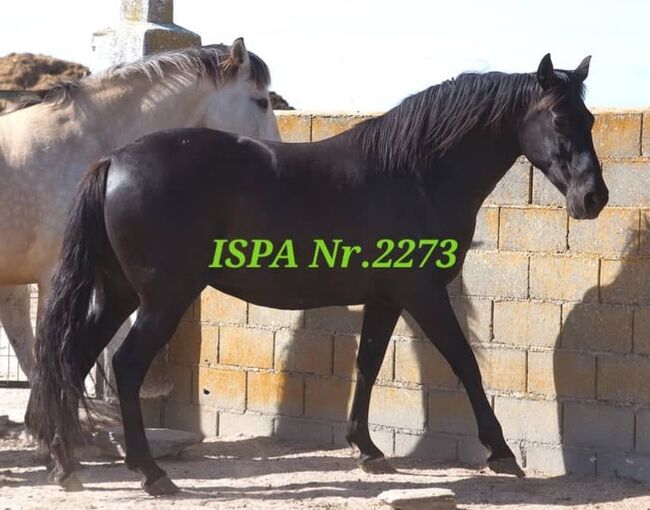 Traumschöne PRE Zuchtstute, ISPA - Iberische Sportpferde Agentur (ISPA - Iberische Sportpferde Agentur), Horses For Sale, Bedburg, Image 2