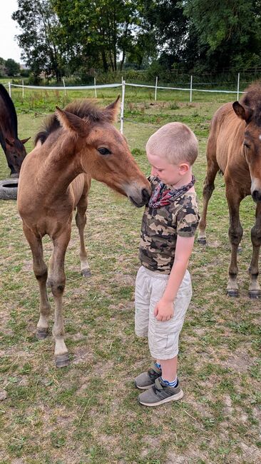 Beautiful PRE foals looking for new pastures, Rebecca Pryce, Horses For Sale, Image 4