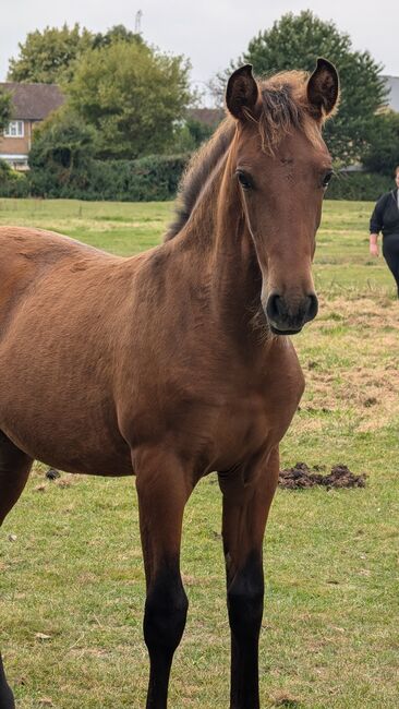 Beautiful PRE foals looking for new pastures, Rebecca Pryce, Horses For Sale, Image 7