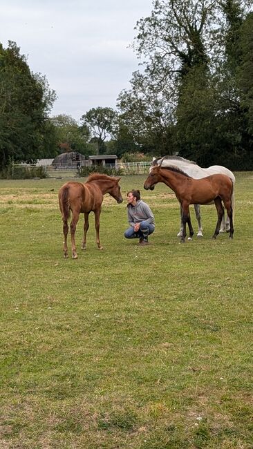 Beautiful PRE foals looking for new pastures, Rebecca Pryce, Horses For Sale, Image 9