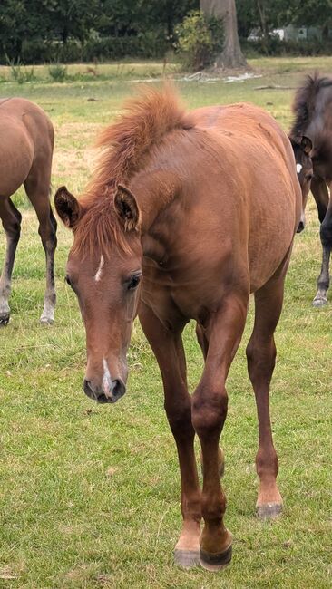 Beautiful PRE foals looking for new pastures, Rebecca Pryce, Horses For Sale, Image 6