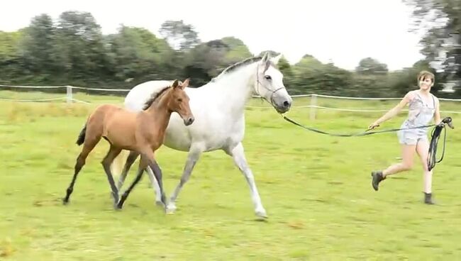 Beautiful PRE foals looking for new pastures, Rebecca Pryce, Horses For Sale, Image 11