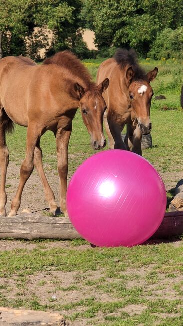 Beautiful PRE foals looking for new pastures, Rebecca Pryce, Horses For Sale, Image 13