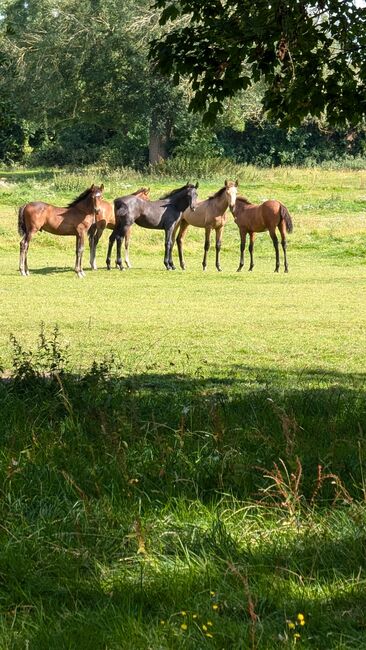 Beautiful PRE foals looking for new pastures, Rebecca Pryce, Horses For Sale, Image 14