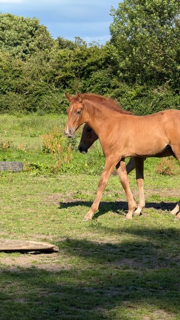 Beautiful PRE foals looking for new pastures, Rebecca Pryce, Horses For Sale, Image 15