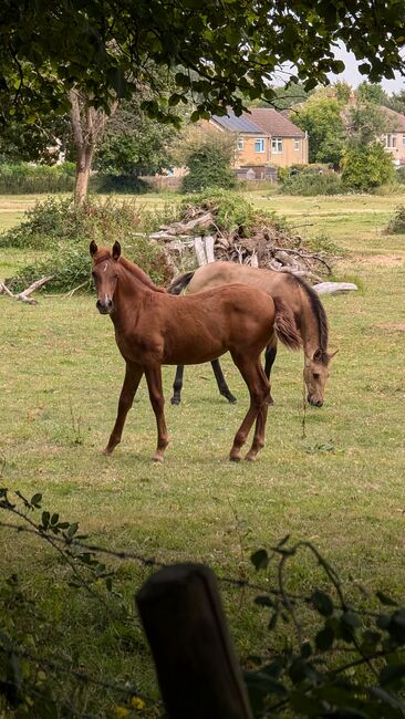 Beautiful PRE foals looking for new pastures, Rebecca Pryce, Konie na sprzedaż, Image 5