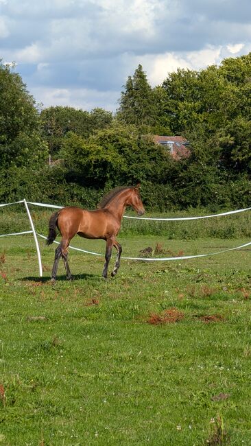 Beautiful PRE foals looking for new pastures, Rebecca Pryce, Konie na sprzedaż, Image 8