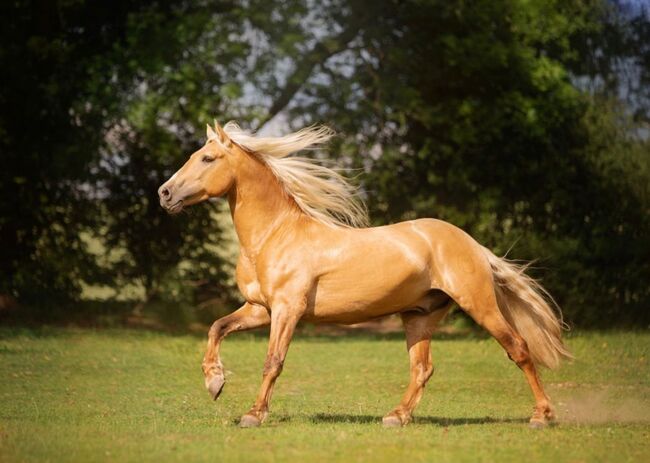 Beautiful PRE foals looking for new pastures, Rebecca Pryce, Konie na sprzedaż