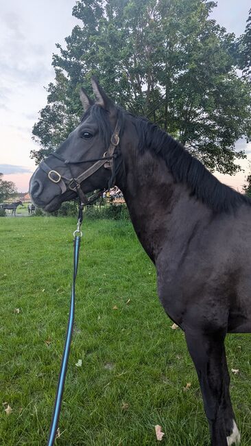 Beautiful PRE foals looking for new pastures, Rebecca Pryce, Konie na sprzedaż, Image 12