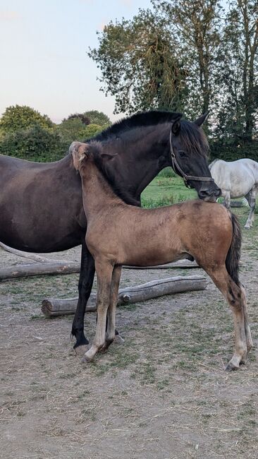 Beautiful PRE foals looking for new pastures, Rebecca Pryce, Pferd kaufen, Abbildung 3