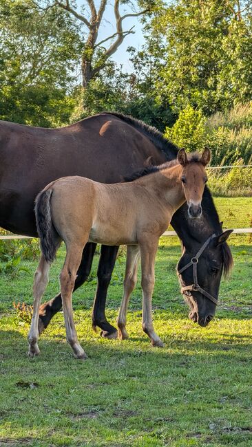 Beautiful PRE foals looking for new pastures, Rebecca Pryce, Pferd kaufen, Abbildung 10