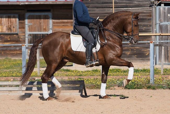 wunderschöner PRE Wallach Dunkelfuchs zu verkaufen, Sabine, Horses For Sale, Fischamend