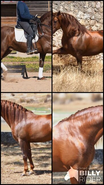 wunderschöner PRE Wallach Dunkelfuchs zu verkaufen, Sabine, Horses For Sale, Fischamend, Image 5