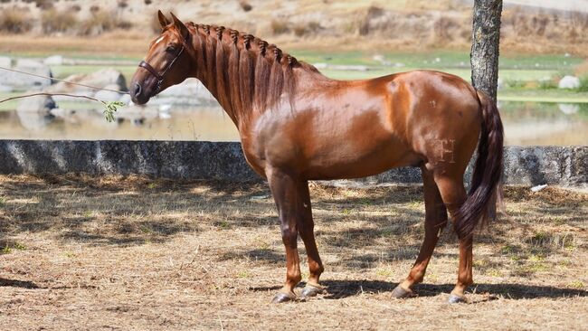 wunderschöner PRE Wallach Dunkelfuchs zu verkaufen, Sabine, Horses For Sale, Fischamend, Image 3