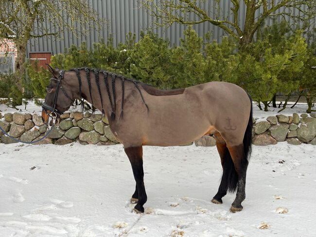 Wunderschöner Pre Wallach, Michael Krüger , Horses For Sale, Wacken 