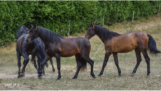 Wunderschöner PRE Wallach „Lenardo AH“, Yeguada Wiesca (Angelika Willms) (Yeguada Wiesca), Horses For Sale, Ruppichteroth , Image 3