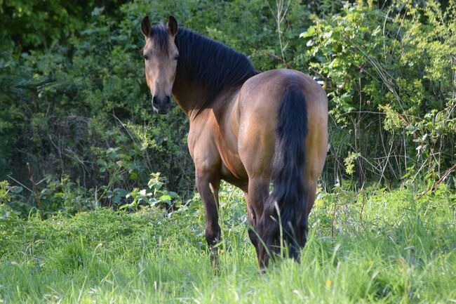 Wunderschöner PRE in buckskin - jung, lernfreudig & mega sitzbequem, Kerstin Rehbehn (Pferdemarketing Ost), Horses For Sale, Nienburg