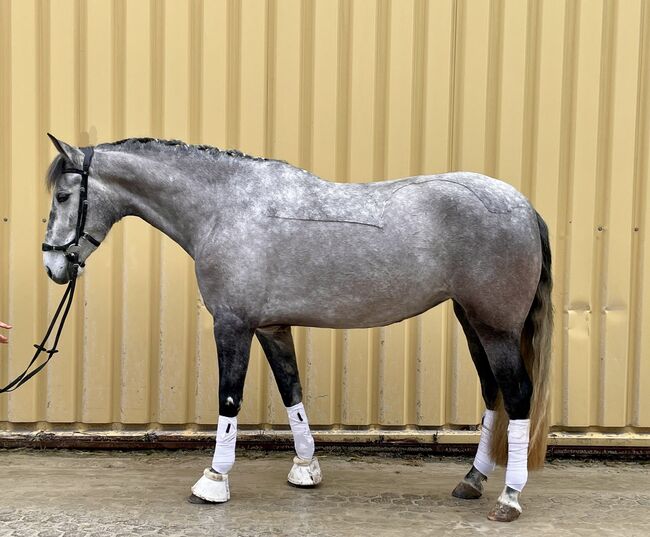 Beautiful PRE mare – 5 years – 1.60 m – versatile riding horse, F.L, Pferd kaufen, Würzburg