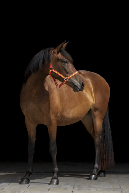 Wunderschöne PRE Stute „Novia AH“, Yeguada Wiesca (Angelika Willms) (Yeguada Wiesca), Horses For Sale, Ruppichteroth , Image 4
