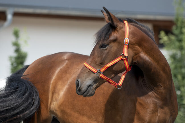 Wunderschöne PRE Stute „Novia AH“, Yeguada Wiesca (Angelika Willms) (Yeguada Wiesca), Horses For Sale, Ruppichteroth , Image 8