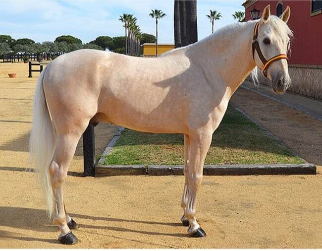 Traumschöner PRE Palomino direkt vom Züchter, ISPA - Iberische Sportpferde Agentur (ISPA - Iberische Sportpferde Agentur), Horses For Sale, Bedburg