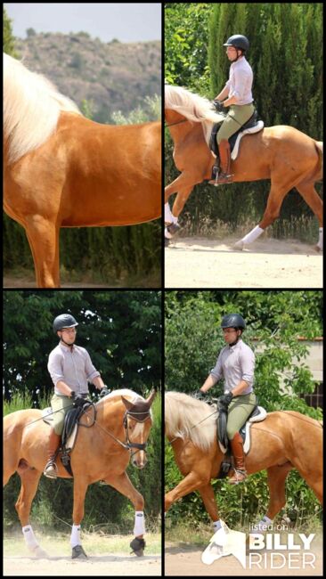 Bildhübscher PRE-Hengst, Katharina Schori, Horses For Sale, Thusis, Image 6