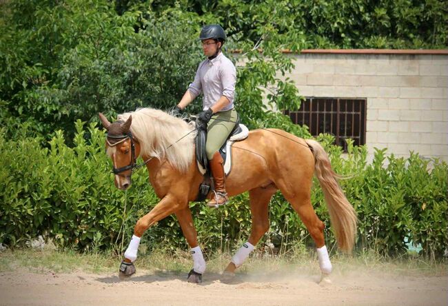Bildhübscher PRE-Hengst, Katharina Schori, Horses For Sale, Thusis, Image 2