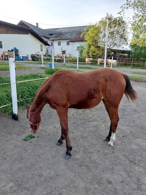 Wunderschöne Quarterhorse Stute mit Topabstammung, Jürgen Schlarp , Horses For Sale, Perwang am Grabensee, Image 4
