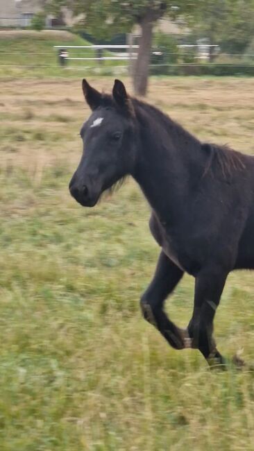 Wunderschön rapp Hengstfohlen, Yvonne , Horses For Sale, Grimma, Image 6