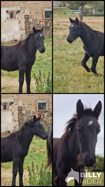 Wunderschön rapp Hengstfohlen, Yvonne , Horses For Sale, Grimma, Image 8