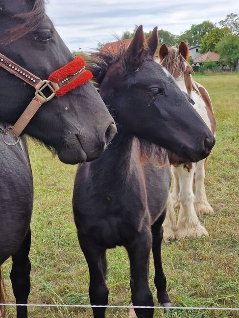 Wunderschön rapp Hengstfohlen, Yvonne , Horses For Sale, Grimma, Image 3