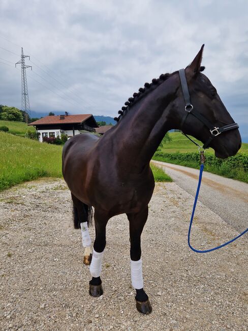 Wunderschöner rappe, Nadja herbst , Horses For Sale, Bad Ischl, Image 3