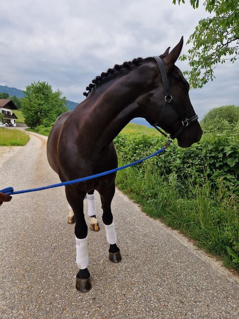 Wunderschöner rappe, Nadja herbst , Horses For Sale, Bad Ischl, Image 2